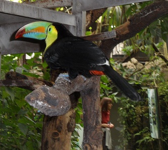 I was able to take a snap of this pretty toucan before it flew away © genevafamilydiaries.net